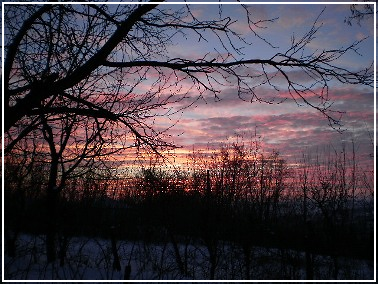 Description: FOTOGRAFIE 

�Violet hibernal� - apus